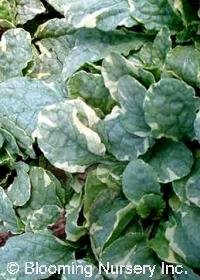 Ajuga reptans 'Silver Beauty'                     